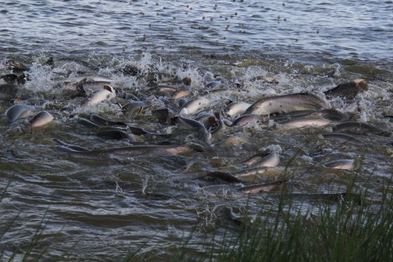 Pirarucu, de pesca - Foto por: Henrique Pimenta