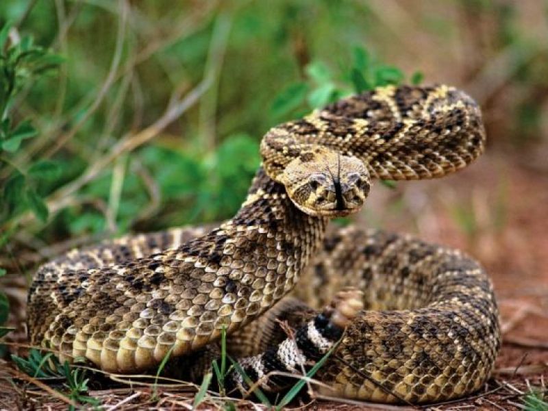 Picada de cobra em cavalo: Confira os principais sinais do problema