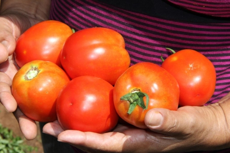 tomates