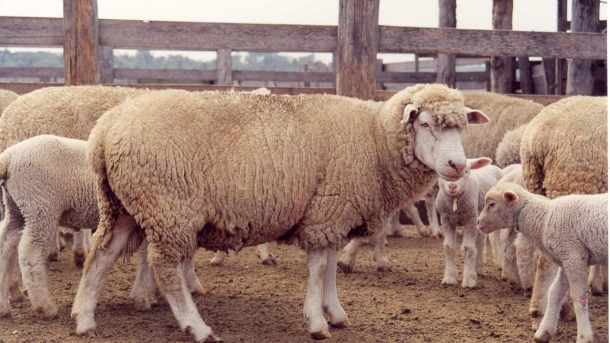 Criação de ovelhas