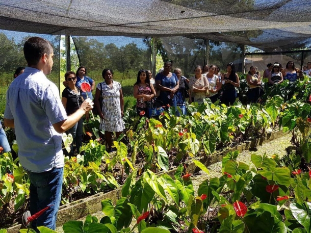 Condições ideias de solo e clima atraem pequenos produtores para o cultivo de flores tropicais em Mato Grosso 1.jpg