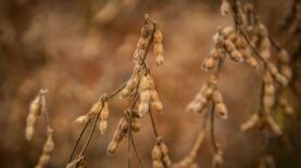 Christiano Anttonucci Secom MT