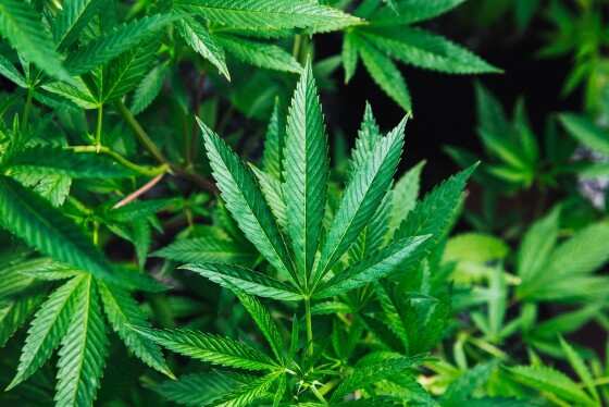 MACONHA