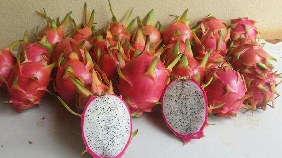 Colheita da pitaya tem início e Empaer avalia com alternativa econômica para a agricultura familiar 2.jpg