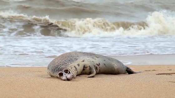 FOCA