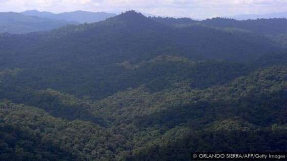 FLORESTA