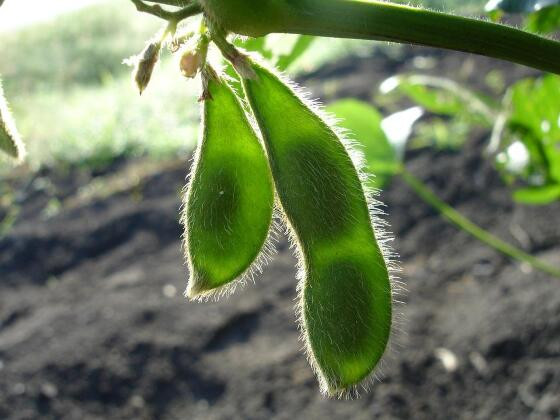soy-998566_960_720.jpg