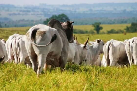 manejo-da-sanidade-reproducao-touros-vacas-estacao-de-monta.jpg
