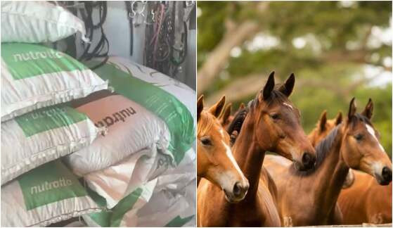 racao-Nutratta-morte-de-cavalos.jpg