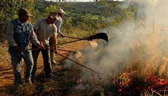 FOGO EM LAVOURA
