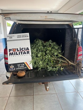 26.11 pe de maconha canarana.jpg