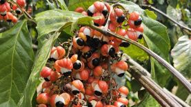 Foto: Maria José Tupinambá