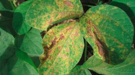  Foto: Instituto Internacional de Agricultura Tropical