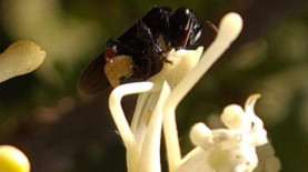 Foto: Arquivo Embrapa