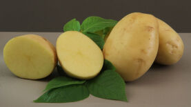 Foto: Paulo Lanzetta