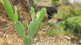 Foto: Fernando Gregio