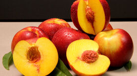 Foto: Paulo Lanzetta