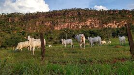  Foto: Eder Pessoa/Indea