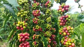 Foto: Anderson Silva