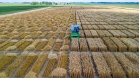 Gabriel Pagnussat Ceconello