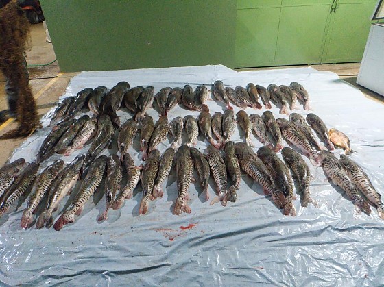 27.12 pescado poxoreu.jpg