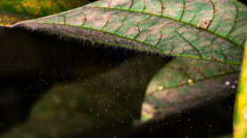 Foto: ANeto/Arquivo Embrapa