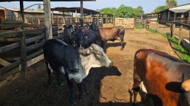 Foto: Assessoria Seaf