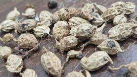 Foto: Marcos Esteves