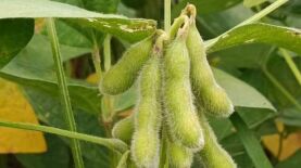 Foto: Cleverson Rodrigues