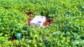 Foto: Márcia Thaís