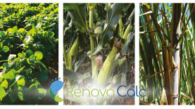 Foto: Montagem Silvana Teixeira