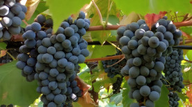 Foto: Patrícia Ritschel