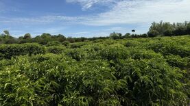 Foto: Assessoria Seaf