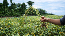 Foto: Taiguara Luciano