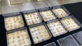 Foto: Marco Aurélio Pimentel