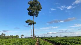 Foto: Carlos Ronquim