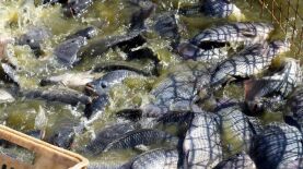 Foto: Jonathan Campos